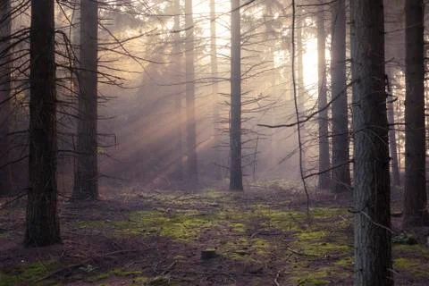Light rays going through the pink trees in the early morning Stock Photos
