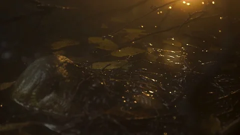 Light Rays Hitting Swampy Land 库存影片 114396779