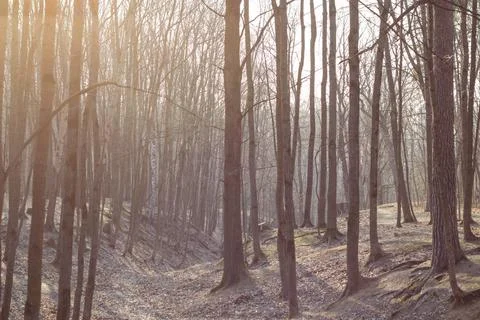 Light rays make their way through tree trunks in a forest without foliage Stock Photos