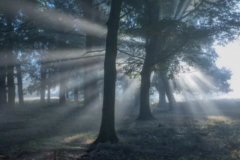 Light rays in a misty forest. Stock Photos