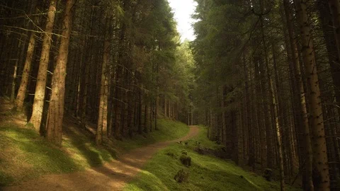 Light Rays move through Forest Trail Stock Footage 101060713