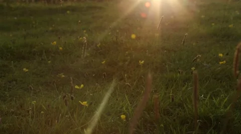 Light rays over grasses dolly shot Stock Footage 68626484