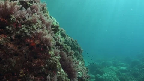Light rays on rocky coral reef Stock Footage 70817007