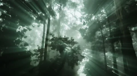 Light rays shine through a dark forest Stock Footage 49441177