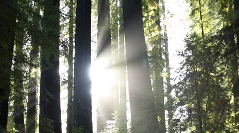 LIGHT RAYS SHINING THROUGH TALL TREE FOREST WITH RAINDROPS Video stock 59072061