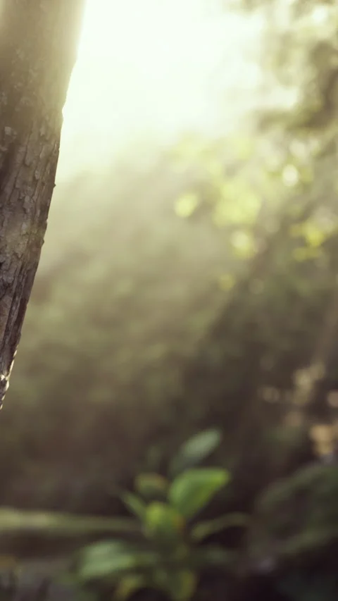 Light rays shining through trees in a forest during morning hours Stock Footage 340648720
