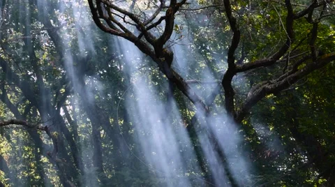 Light rays shining throw the smoke and brunches in wood Stock Footage 56322854