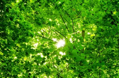 Light rays from sun among leafs and branches. Stock Photos