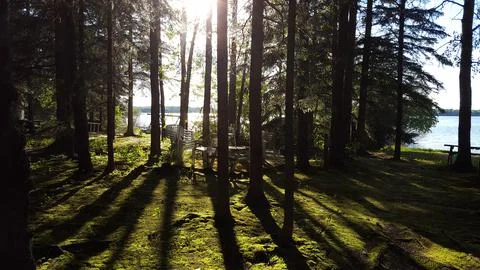 Light Rays through Forest Stock Photos