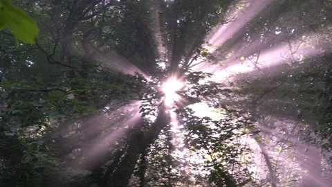 Light Rays through the Misty Forest 4K Stock Footage