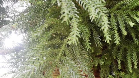 Light rays through norfolk island pine in bali Stock Footage 149951697