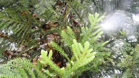 Light rays through norfolk island pine in bali Stock Footage 150004710