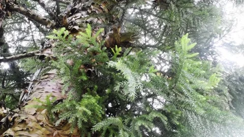 Light rays through norfolk island pine in bali Stock Footage 150004843