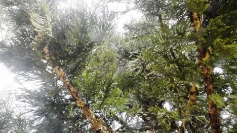 Light rays through norfolk island pine in bali Stock Footage 150004929