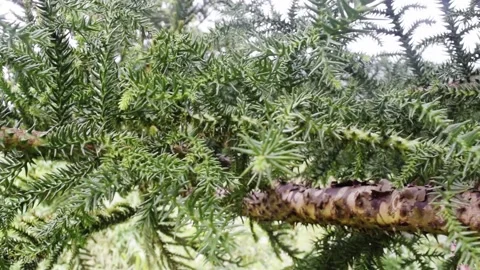 Light rays through norfolk island pine in bali Stock Footage 150005384