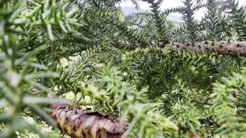 Light rays through norfolk island pine in bali Stock Footage 150005402
