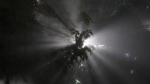 Light Rays Through Tropical Plants Dark and Mysterious Stock Photos