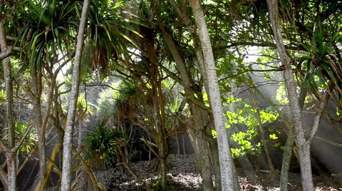 Light Rays,Tropical Canopy, Palm Trees, Rain Forest,  Maui Vídeo Stock 45994313