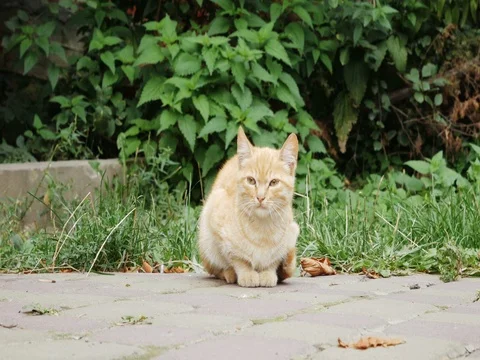 Light red cat homeless Stock Footage 79986173