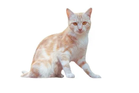 Light red cat sits isolate on a white background Stock Photos
