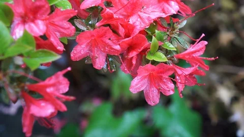 Light red flowers on a rainy spring day Stock Footage 107143888