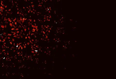 Light Red vector pattern with chaotic shapes. 스톡 일러스트