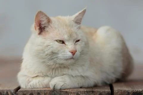 Light Reddish Cat Relaxes Stockfoto's