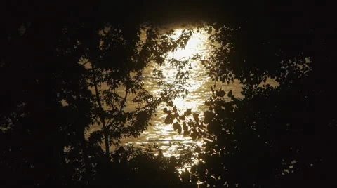 Light Reflect  Through The Silhouette Of  The Leaves2 Stock Footage 55198769