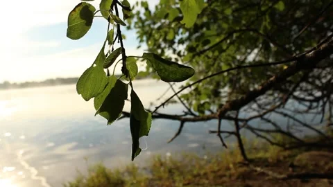 Light reflecting on leaves by a lake Stock Footage 224954866