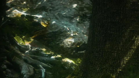 Light reflecting on rocks near tree roots in a forest during the day Stock Footage 341798482