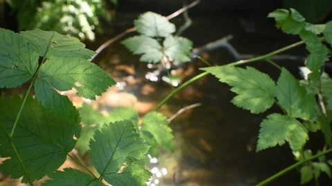 Light reflecting off water onto leaves Stock Footage 138124874