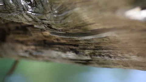 Light reflecting off water onto log Stock Footage