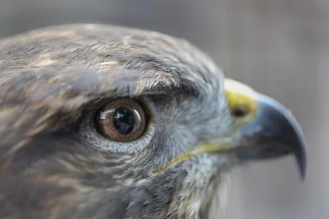 Light reflection in eye of hawk Stock Photos