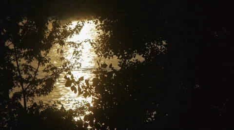 Light Reflection  Through The Silhouette Of  The Leaves Stock Footage 54748538