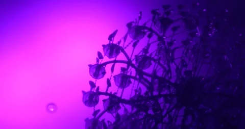 Light Reflection in the water Stock Footage 98927959