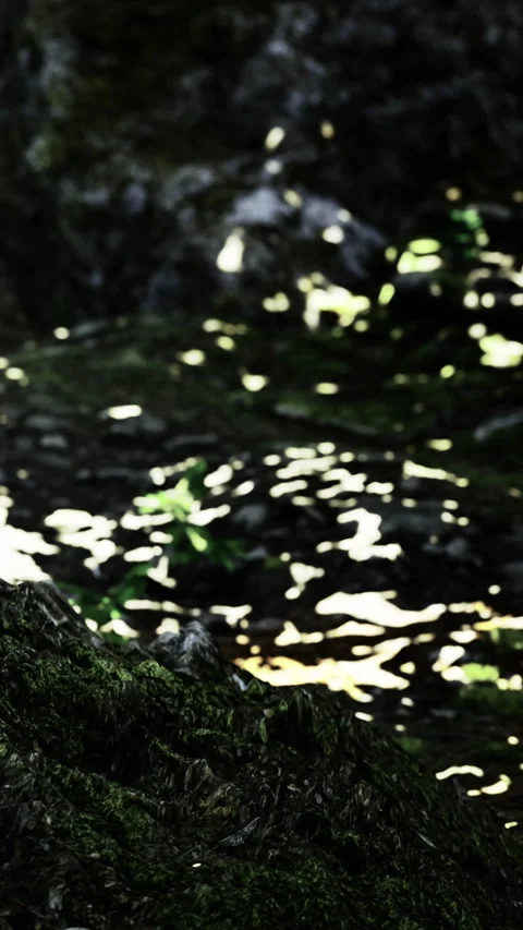 Light reflections on rocks and moss near a water source in nature Stock Footage 330163079