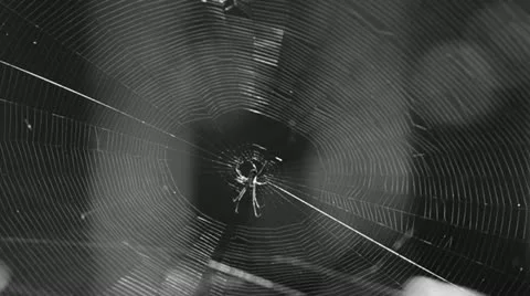 Light reflects on a spider in his web in Black and White 库存影片 11217201
