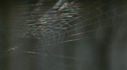 Light reflects on a spider in his web 库存影片 11318696