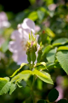 Light rose buds in the sunlight Stock Photos