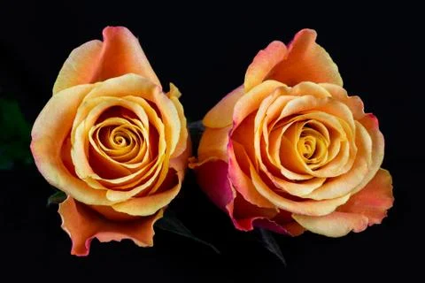 Light of roses Stock Photos