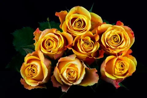 Light of roses Stock Photos