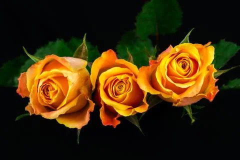 Light of roses Stock Photos