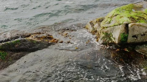 Light sea waves breaking over coastal rocks covered in green algae and red Stock Footage 337662780