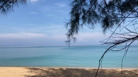 The light sea waving on the clear blue sea with pine branches Stock Footage 196979119