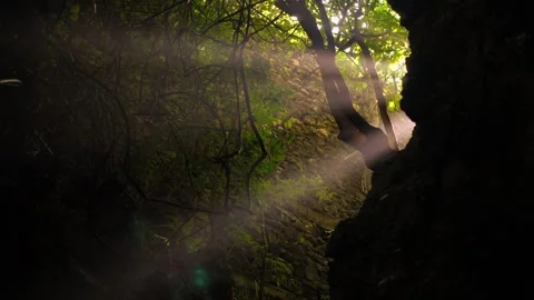 Light seeping though jungle cave Stock Footage 297714142