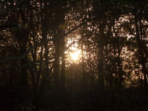 Light setting shining through trees blur nature leaves autumn dark hazy Stock Photos