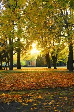 Light of the setting sun in autumn park Stock Photos