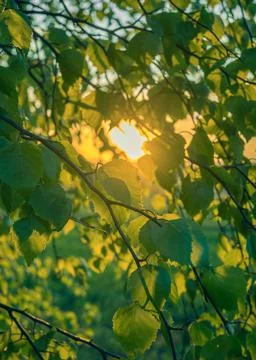 The light of the setting sun passing through the dense leaves of the trees. Stock Photos