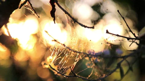 The light of the setting sun shining through the web. Web in the setting sun. Stock Footage 40739291