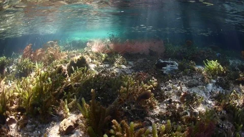 Light, Shadows, Corals, and Fish in Raja Ampat Mangrove Channel Stock Footage 126920195
